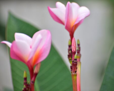 red and yellow tulip bud