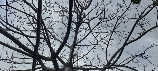 branches against sky