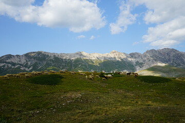 Fototapeta na wymiar Grazing sheeps in Campo Imperatore on a summer day, Abruzzo, Gran Sasso National Park, Italy