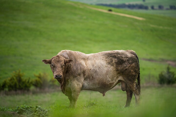 Stud beef cows and bulls grazing on green grass in Australia, breeds include speckled park, murray...