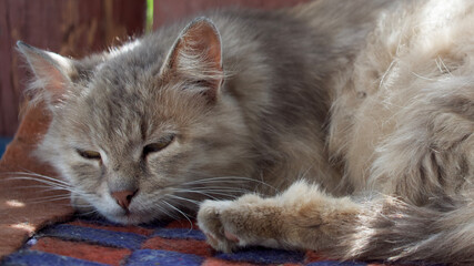 Outbred fluffy cat is dozing. Portrait of a gray cat.