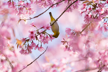 Beautiful Pink Cherry Blossom or Sakura flower blooming