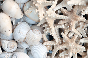 Starfish, seashell, decor, decoration, ornament