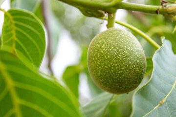 Close-up of a walnut on a walnut tree.