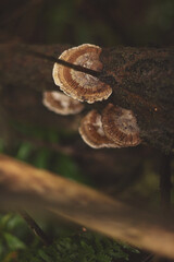 Huby na drzewie © Dominik Zarębski