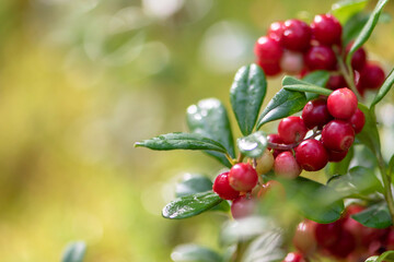 Obraz premium Wild berry lingonberry in the forest. Copy space.