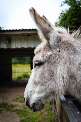 Profile portrait of a faithful donkey in an animal park with a view into the meadow in the background.