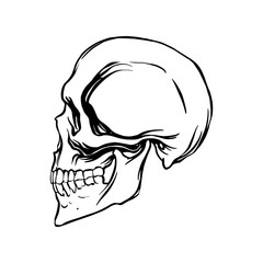 Side view of a human skull in a linear style. Vector illustration.