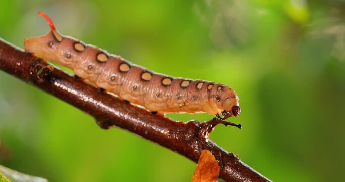 Caterpillar Bedstraw Hawk Moth crawls on a branch during the rain. Caterpillar (Hyles gallii) the bedstraw hawk-moth or galium sphinx, is a moth of the family Sphingidae.
