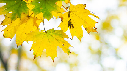 Background autumn leaves. Falling Autumn Maple Leaves Natural Background. Autumn yellow leaves as nature background. Fall season