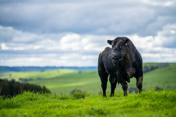 Stud beef cows and bulls grazing on green grass in Australia, breeds include speckled park, murray...