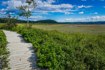Fototapeta na wymiar The boardwalk of the Saint Fulgence flats on a summer day, a marsh located on the Saguenay Fjord in Quebec (Canada)