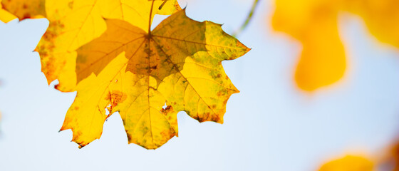 Bright yellow maple leaves. Fall season outdoor background. Colorful autumn maple leaves on a tree branch. Copy space
