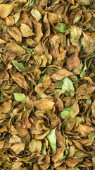 dried henna or mehndi leaves, closeup view of a herb, taken from above