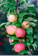 Old rare Scandinavian cup brown color of baked clay, standing next to the coffee pot, which prepared the coffee EST and milk dish is on the table. arabica coffee beans are scattered