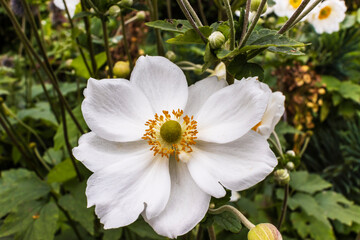 Single white Anemone, stunning late summer, fall bloom.