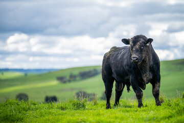 Stud Angus, murray grey and Dairy bulls and cows Eating lush green grass in Australia.