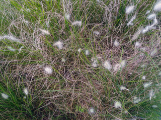 Green grass in back yard. green leaves. nature. gardening. 