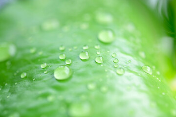 The raining season with water drop on the leaf use as natural and forest concept use as background or wallpaper