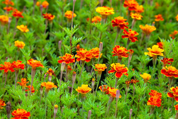 Flowers of Tagetes patula - marigold on green background