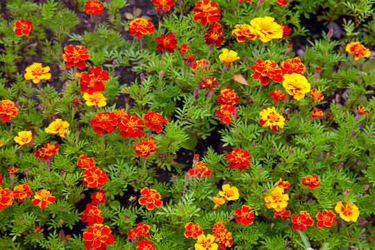Flowers of Tagetes patula - marigold on green background