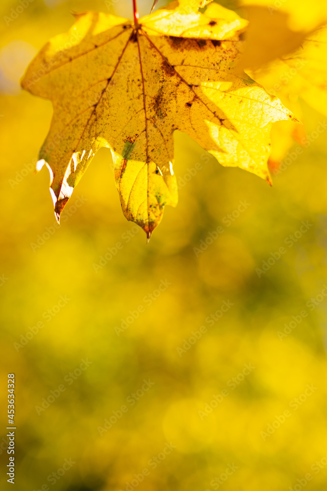 Wall mural beautiful maple leaves in autumn sunny day. yellow leaves in autumn park on blurred background