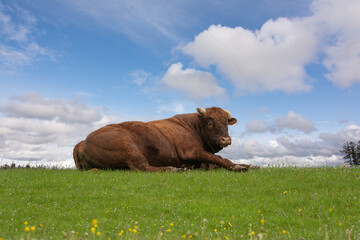 Purebred limousin bull resting outside on meadow - obrazy, fototapety, plakaty