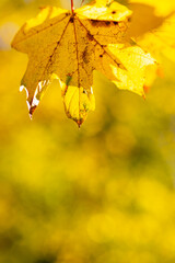 Beautiful maple leaves in autumn sunny day. Yellow leaves in autumn park on blurred background