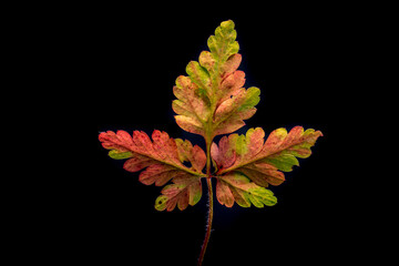 Geranium robertianum leaf, commonly known a herb-Robert, early autumn color isolated on a black background