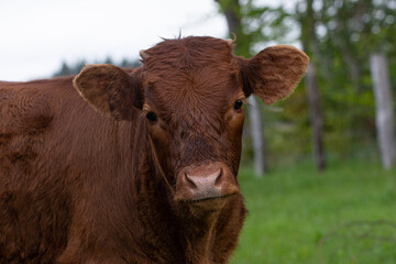 Purebred limousin calf outside on meadow