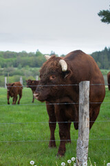 Purebred limousin bull outside on meadow