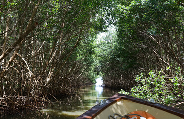 Mangrove forest in Martinique island, French West Indies