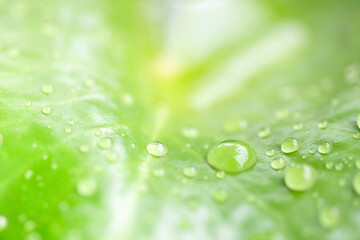 The raining season with water drop on the leaf use as natural and forest concept use as background or wallpaper