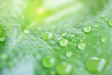 The raining season with water drop on the leaf use as natural and forest concept use as background or wallpaper