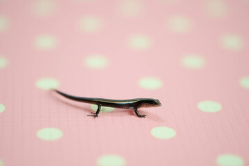 Closeup little skink on the pink pokadot background use as animal concept.