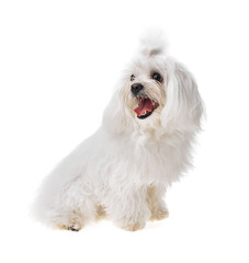 Beautiful and cute white bichon maltese dog over isolated background. Studio shoot of purebreed bichon puppy.
