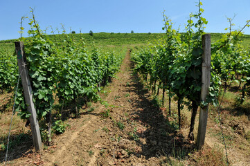 Green vineyards and grapevines  against the blue sky. Cultivation of varietal grapes for wine production.