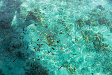 Fish in crystal clear turquoise water 