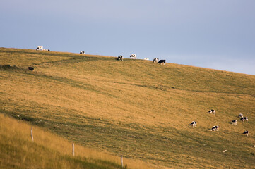 Obraz premium Mucche al pascolo.Pascolo (dal latino pascuum) è una forma di agricoltura estensiva, in genere consistente in una distesa erbosa generalmente utilizzata nella pastorizia per il nutrimento di animali 