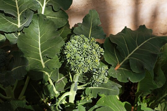 br&oacute;coli por florecer