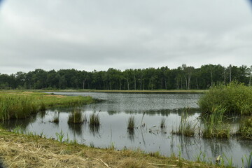 Etangs et marrais à la réserve naturelle du domaine provincial de Bokrijk au Limbourg 