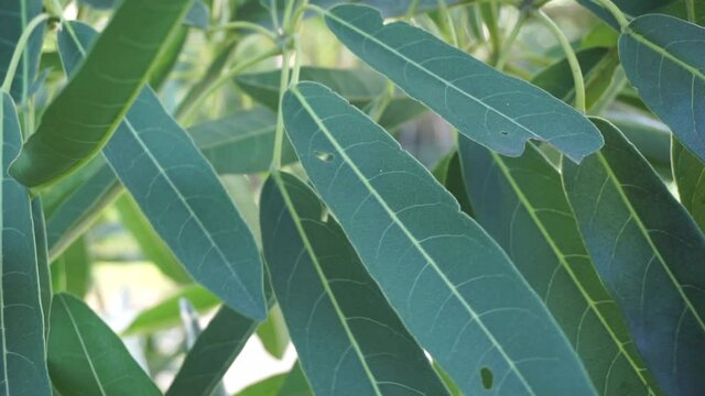 Tabebuia caraiba (Tabebuia aurea, Caribbean trumpet, silver trumpet tree, tree of gold) with a natural background