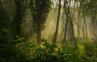 morning in the forest