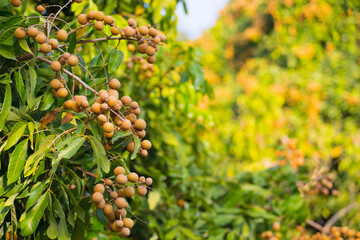 Longan fruit in the farmer's farm which has a lot of fruit on the longan tree in Chiang Mai THAILAND