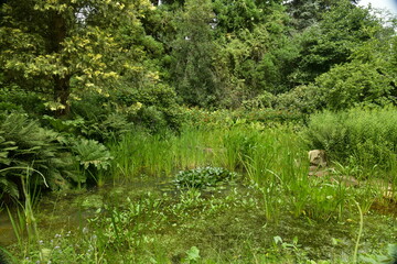 Obraz premium La végétation luxuriante de différentes plantes à l'arboretum de Bokrijk au Limbourg 