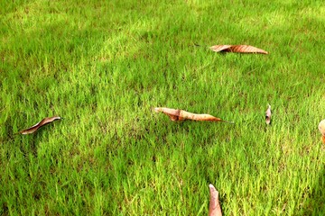 Dry leaves on green grass
