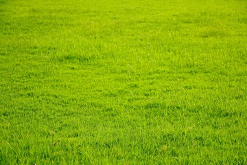 Naklejka na ściany i meble Field of fresh green grass texture as a background