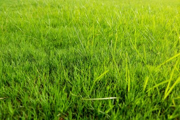 Green grass texture from a field