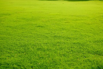 Field of fresh green grass texture as a background