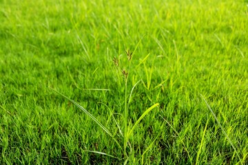 Green grass texture from a field